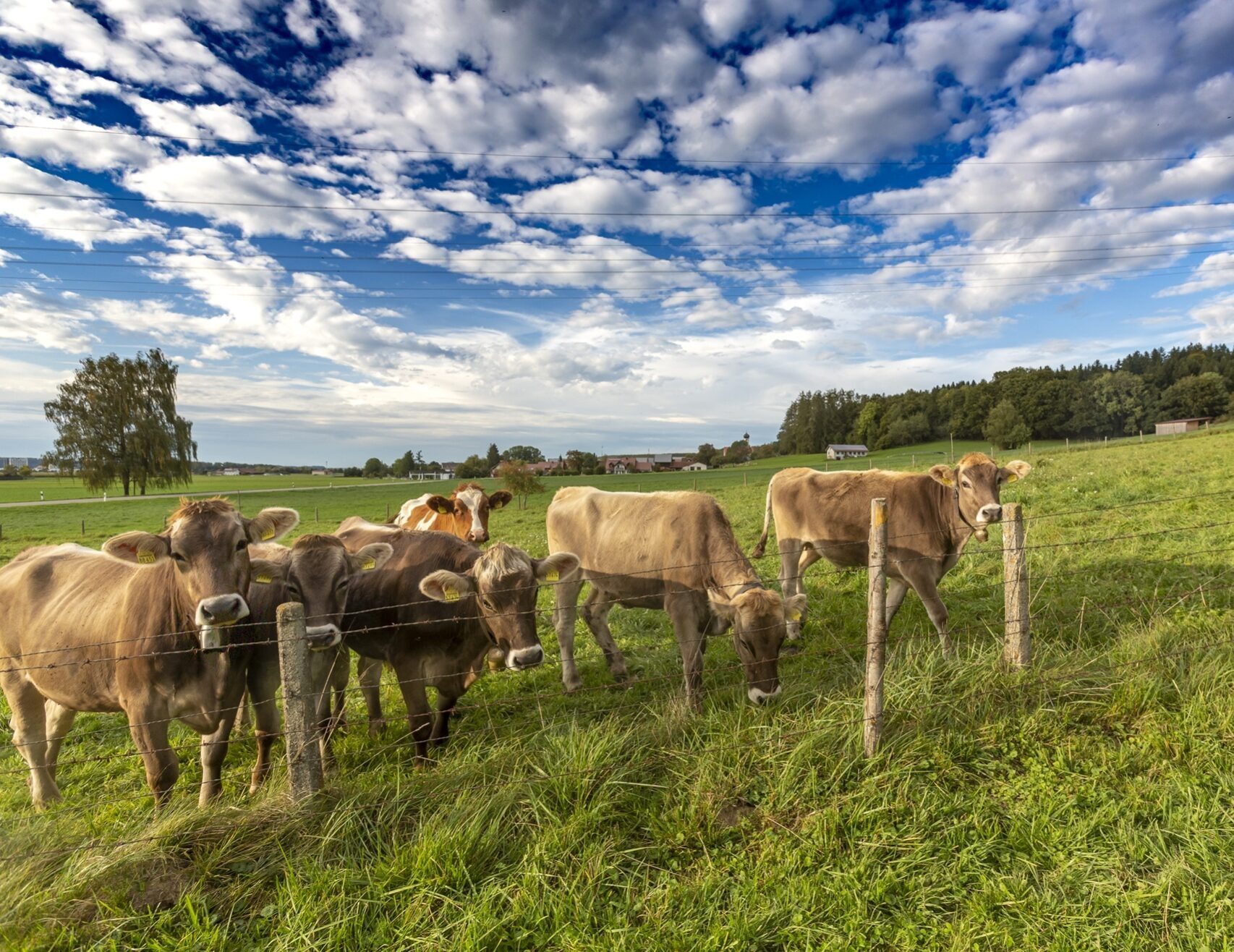 Weidewiese im Allgäu - Ferien und Dialyse im Allgäu