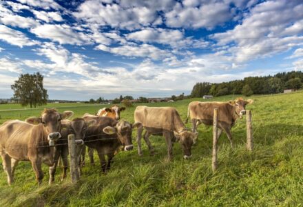 Weidewiese im Allgäu - Ferien und Dialyse im Allgäu